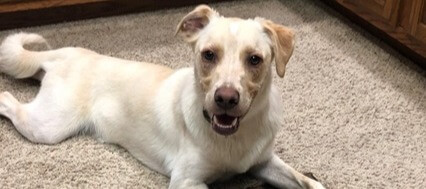 Considering Pet Needs Before a Kitchen Remodel